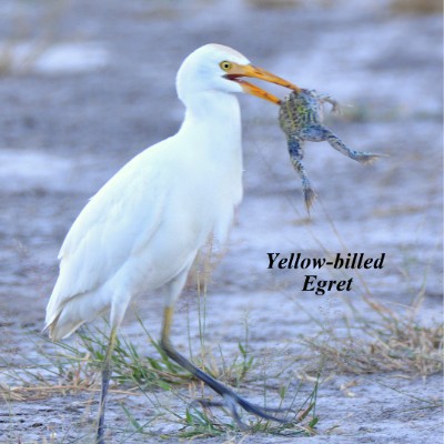 Yellow-billed Egret